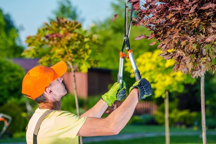 Professionals to Trim Your Trees